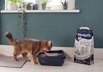 10 Best Cat Litters in 2026