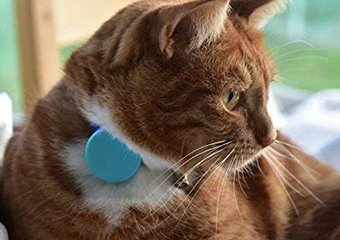 10 Best Cat Trackers in 2026