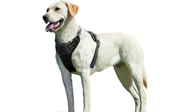 Eagloo No Pull Dog Harness