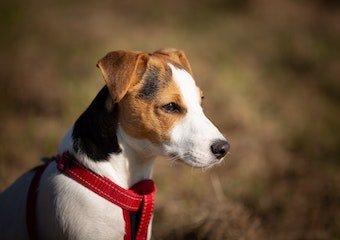 10 Best Dog Harnesses in 2026