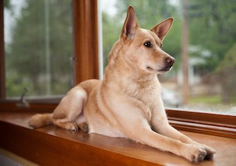 10 Best Dog Trackers in 2026