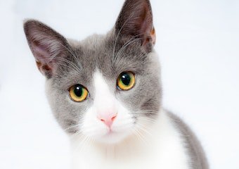 10 Best Flea Treatments for Cats in 2026