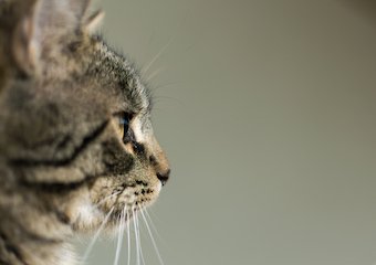 10 Best Cat Cameras in 2026