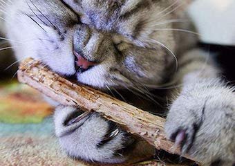 10 Best Catnip Toys for Cats in 2026