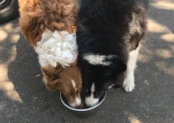 10 Best Wet Dog Foods in 2026