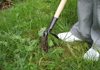 10 Best Weeding Tools in 2026