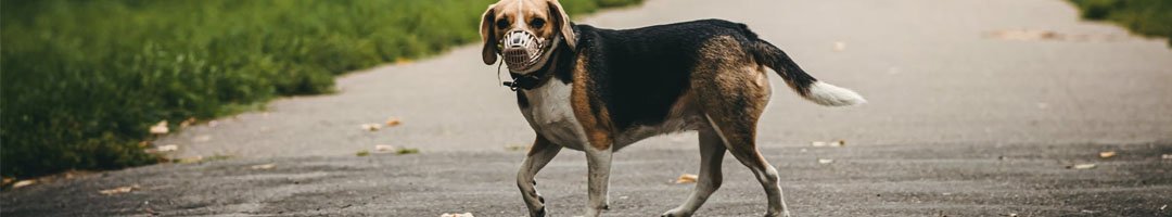 5 Best Dog Walkers in Worthing