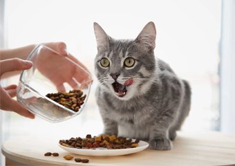 What Do Cats Eat