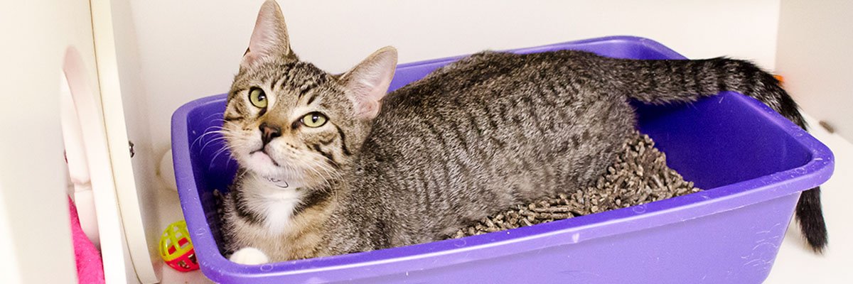 How To Litter Train A Cat Image