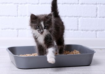 How to Dispose of Cat Litter