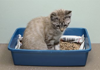 What Is The Best Cat Litter